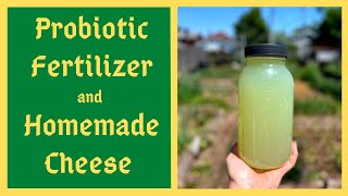 Supercharge Your Soil and Body With Lactic Acid Bacteria Serum Homemade Probiotic Fertilizer  LABS [upl. by Gillespie]