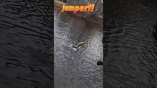 Chasing Jumping Smallmouth Bass [upl. by Noffihc]