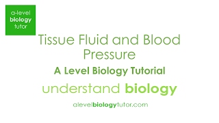 Tissue fluid formation Alevel Biology OCR A Eduqas Edexcel AQA [upl. by Leoine610]