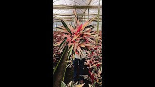 A pretty and colorful plant to start off the weekend How cool is this Triostar 💕 🌱 🎥 by u [upl. by Groos]