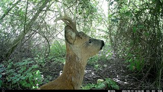 Trail Camera Footage Norfolk UK [upl. by Wildon]