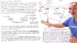 Absorption of Proteins in Small Intestine [upl. by Gertie]