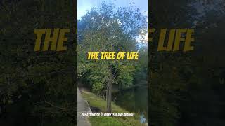 GOD IS THE SOURCE OF askgod love theholyspiritwillguideyou treeoflife god [upl. by Adnawal]