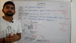 Cytokinin Signalling PathwayPhytohormoneCSIR NET In Hindi [upl. by Delora]