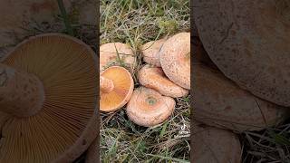 pilzesammeln schwammerl kiefer kiefernreizker edel reizker edelreizker lactarius delicious [upl. by Notfa]