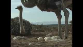 Collecting Ostrich Eggs [upl. by Hampton]