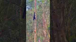 animals gibbon birds gibbons wildlife monkey nature cute petlovers cuteanimal monkeyvideo [upl. by Jaco]