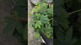 mimosa pudicasensitive plantChui mui ka pedplant [upl. by Leirbag]