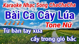 Karaoke Bài Ca Cây Lúa Tone Nữ Nhạc Sống Cha Cha Cha ll Năm Organ [upl. by Hsirahc664]