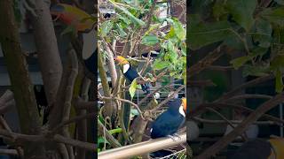 Toucans Are Just Too Cute birds birdlover animals wildlife shorts short trending nature [upl. by Yeca]