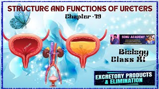 Structure and Functions of urinary bladder  Chap  19  class11 biology neet education [upl. by Immaj24]