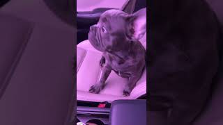 No reaction 😂 he just doesnt care fyp fypシ frenchbulldog dog frenchie [upl. by Ardnoed]