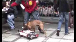 AmPit Bull Terrier  fight to a finish IV part two [upl. by Karyn]