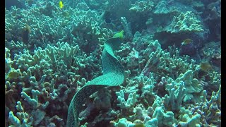 quotBest Diving in Kona Whitemouth Moray Undulated Moray Grouper” [upl. by Ardnoid950]