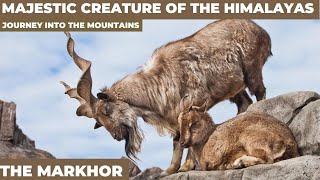 Discovering the Markhor A Majestic Creature of the Himalayas and Its Fascinating Way of Life [upl. by Viridi833]