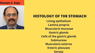 HISTOLOGY OF THE STOMACH [upl. by Artemas]