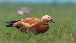 Migratory Brahminy duck or Ruddy shelduck Flight slow motion by Shirishkumar Patil [upl. by Nylyahs]