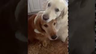 Dog Hugs Another Dog to Apologise for Eating Their Chewy [upl. by Yaakov251]