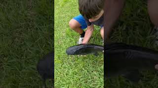 PREGNANT CATFISH fyp bassandwhiskers catfish bass fish funny viral catfishing [upl. by Suiravat380]