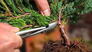 Juniper chinensis  bonsai from nursery stock [upl. by Enilatan]