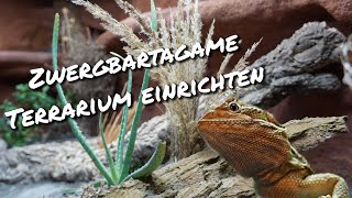 Zwergbartagame Terrarium einrichten [upl. by Dominus]