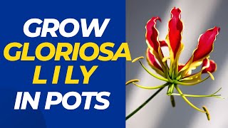 How to Grow Gloriosa Lily in Pots  Growing Gloriosa Lily in Pots Made Easy [upl. by Loyce]