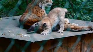 Playing Young Eurasian Lynx Lynx lynx Wild Cat Superzoom Baby Luchs Schönbrunn Zoo Vienna fz82 [upl. by Lias794]