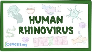 Rhinovirus  an Osmosis Preview [upl. by Ynnus421]