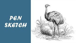 Pen sketch of an ostrich and finally make it an illustration by adding environment [upl. by Naamana]