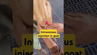 Intravenous injection in jugular vein in goat goatfarming veterinary animals live edm music [upl. by Alemac496]