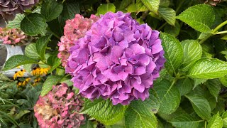 Different Colors Big LeafMop Head Hydrangea Macrophylla 4K September 2024 [upl. by Banyaz394]