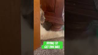 Epic play time with Smudge the cat  hid the funniest cat [upl. by Eustis534]