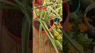 Repotting of spider plant ♥️♥️plant repotting update 7gardening plantspiderplant [upl. by Emirac]