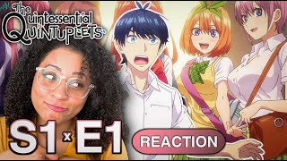 FIVE WAIFUs  Quintessential Quintuplets Episode 1 Reaction [upl. by Youlton971]