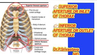 Inlet amp outlet of thorax  Superior amp Inferior aperture of thorax [upl. by Skiba511]