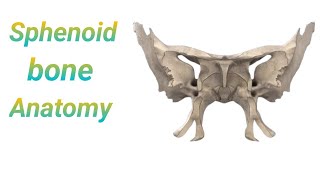 Sphenoid bone anatomy in bangla। Demonstrations of sphenoid bone। Anatomy of sphenoid bone [upl. by Remy965]