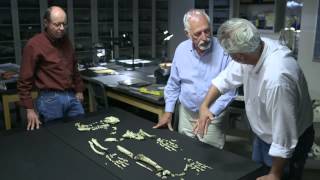 The Evolution of Bipedalism — HHMI BioInteractive Video [upl. by Midge]