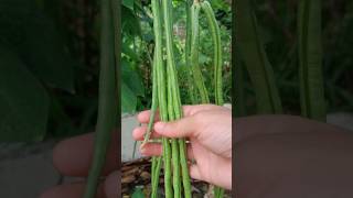 Cowpea Plant of my Kitchen Garden 🏡 plants youtubeshorts [upl. by Semadar]