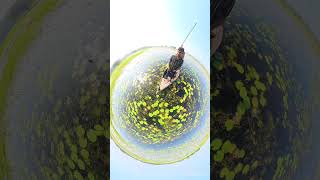 Insta 360 camera video nature love fun funny comedy [upl. by Zaneta948]