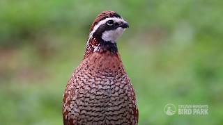 Northern Bobwhite [upl. by Asiralc]