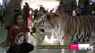 Trayee Face To Face With The Tigers Of The Sundarbans [upl. by Merwin]