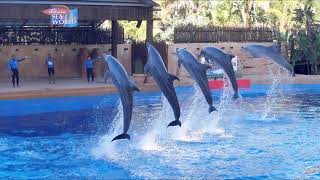 uShaka Marine World amp the dolphins of Sea World Durban [upl. by Sirdna]