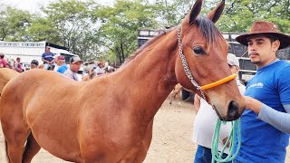 FEIRA DE CAVALOS EM CARUARUPE 07122023 nordeste [upl. by Ernald360]