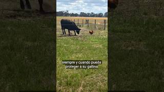 Gallo valiente protege a su gallina [upl. by Itirp]