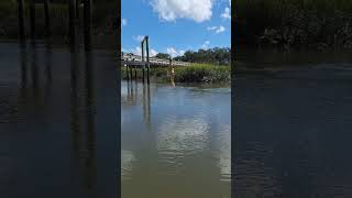 Hilton Head SC fishing October 3 2024 Lures vs cut mullet frozen twice [upl. by Katleen90]