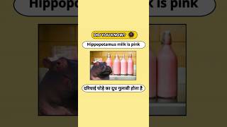 Pink milk  hippo chic facts milk pinkmilk trending viral shorts hippopotamus [upl. by Aerdnuahs]