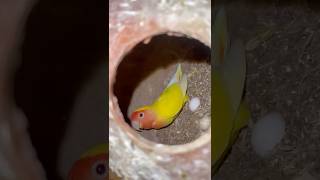 My Finch Laid Eggs 😍🥳 shorts [upl. by Parish]