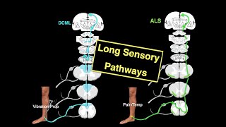 Long sensory pathways [upl. by Salomi612]