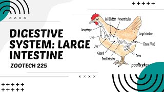 POULTRY 1  Digestive System of Chickens The Large Intestine  Module 195 Student Output [upl. by Hough]