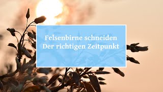 🏡 Felsenbirne schneiden – Der richtigen Zeitpunkt [upl. by Ixel]